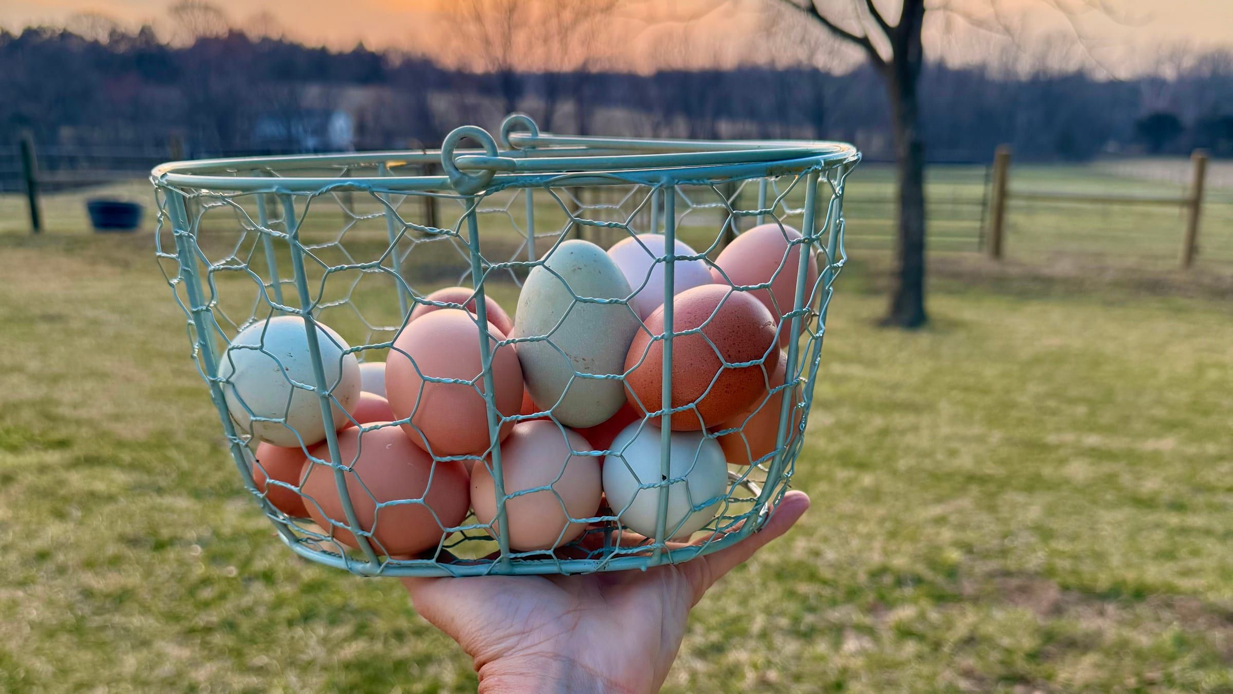 A wire basket of brown, blue-green and cream eggs held up at sunset