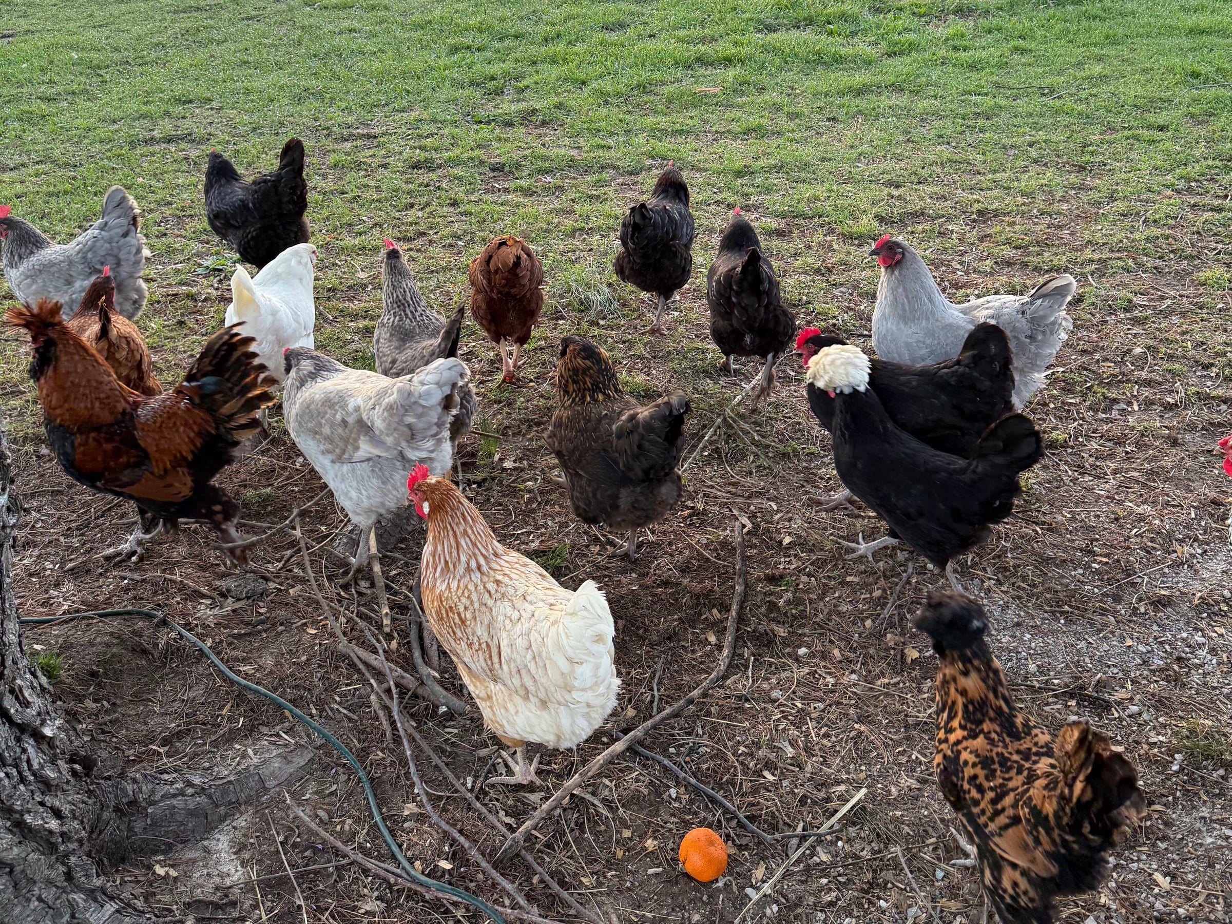 Our flock of free-range hens out foraging on the farm in Villa Ridge, MO