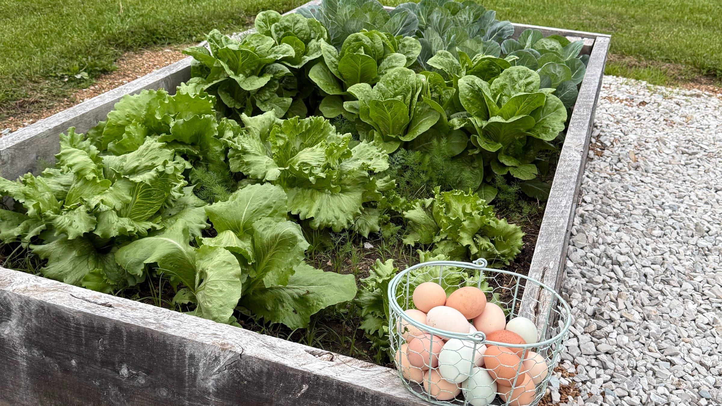 A raised bed of lettuce with a basket of fresh eggs on its edge